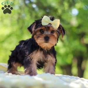 Miley, Yorkie Puppy